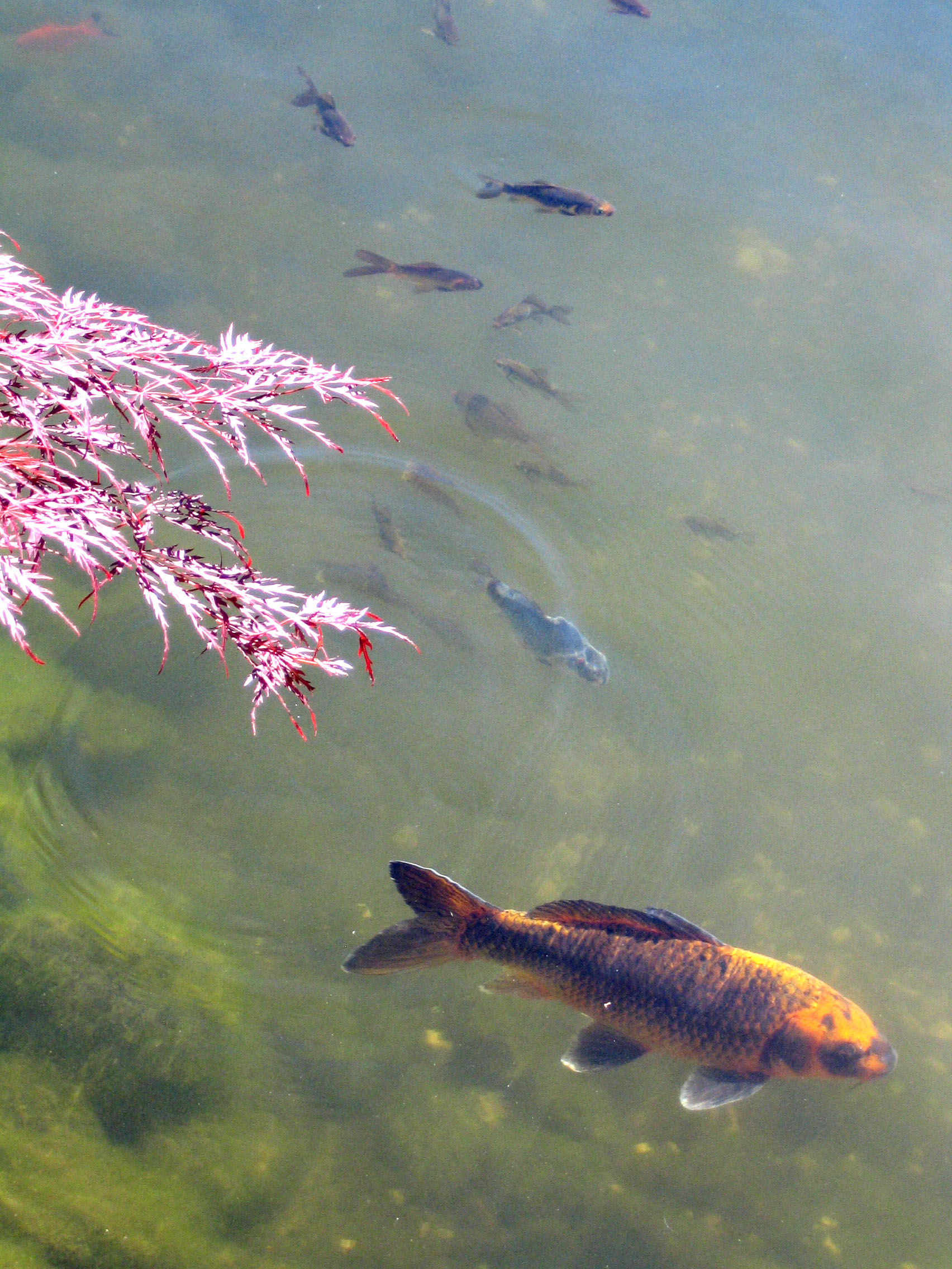 Koi im Garten